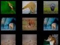 Hra Zoologická Pamäť online