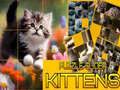 Hra Puzzle Sklzavé Mačky online