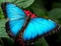 Hra Prírodný Puzzle Motýľ online Hra Prírodný Puzzle Motýľ online