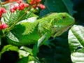 Hra Divoký Iguana online Hra Divoký Iguana online