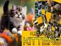 Hra Puzzle Sklzavé Mačky online Hra Puzzle Sklzavé Mačky online
