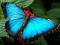 Hra Prírodný Puzzle Motýľ online Hra Prírodný Puzzle Motýľ online