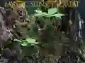 Hra Mystický les pri západe slnka online