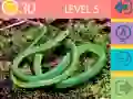 Hra Kvíz s 15 Obrázkami online Hra Kvíz s 15 Obrázkami online