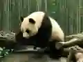 Hra Panda Hádanka online Hra Panda Hádanka online