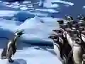 Hra Sklzanie tučniakov online
