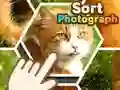 Hra Triediť fotografie online Hra Triediť fotografie online