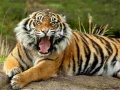 Hra Hádanka Zvieratá Tiger online