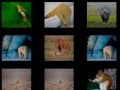 Hra Zoologická Pamäť online
